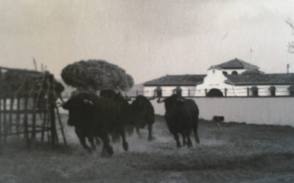 historia ganaderia gavira